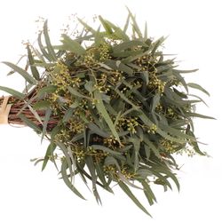 Populus grün Exotica Frucht 150 Gramm 40cm