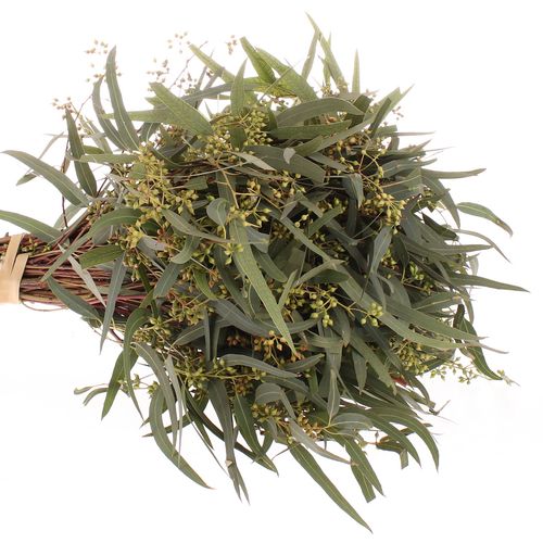 Populus grün Exotica Frucht 150 Gramm 40cm