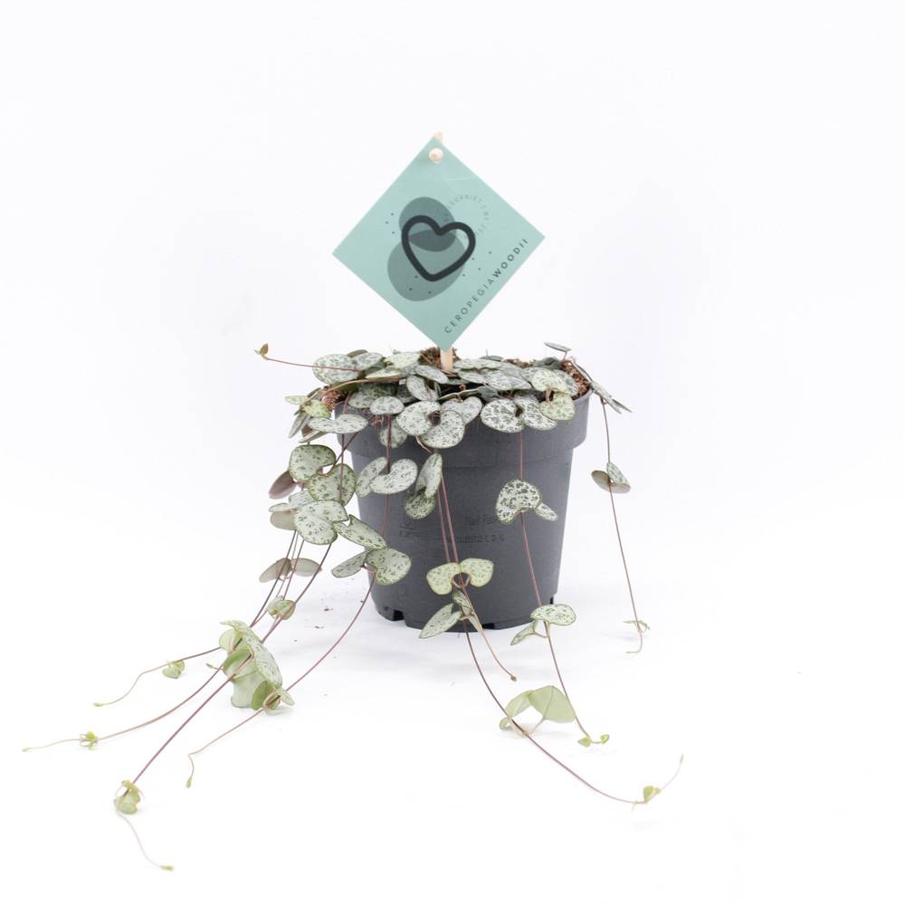 Ceropegia Woodii T12 H20