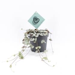 Ceropegia Woodii T12 H20