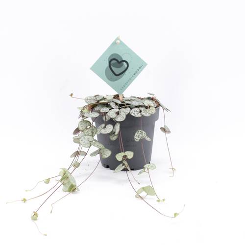 Ceropegia Woodii T12 H20