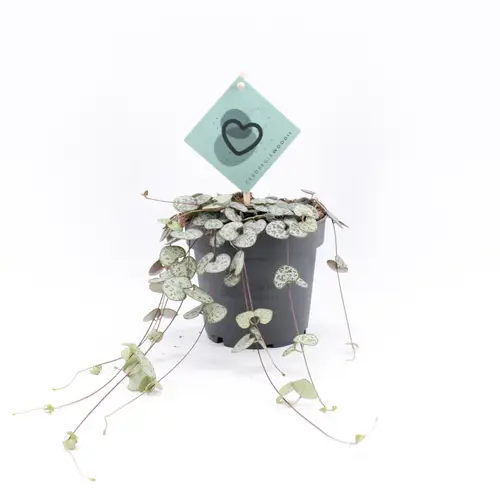 Ceropegia Woodii T12 H20