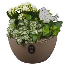 Kal.Arr PTIB5160 T15 H018