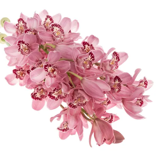 Mini Cymbidium rosa Rincon 60cm 12+Blüte