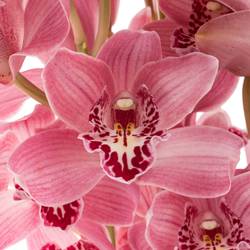 Mini Cymbidium rosa Rincon 60cm 12+Blüte