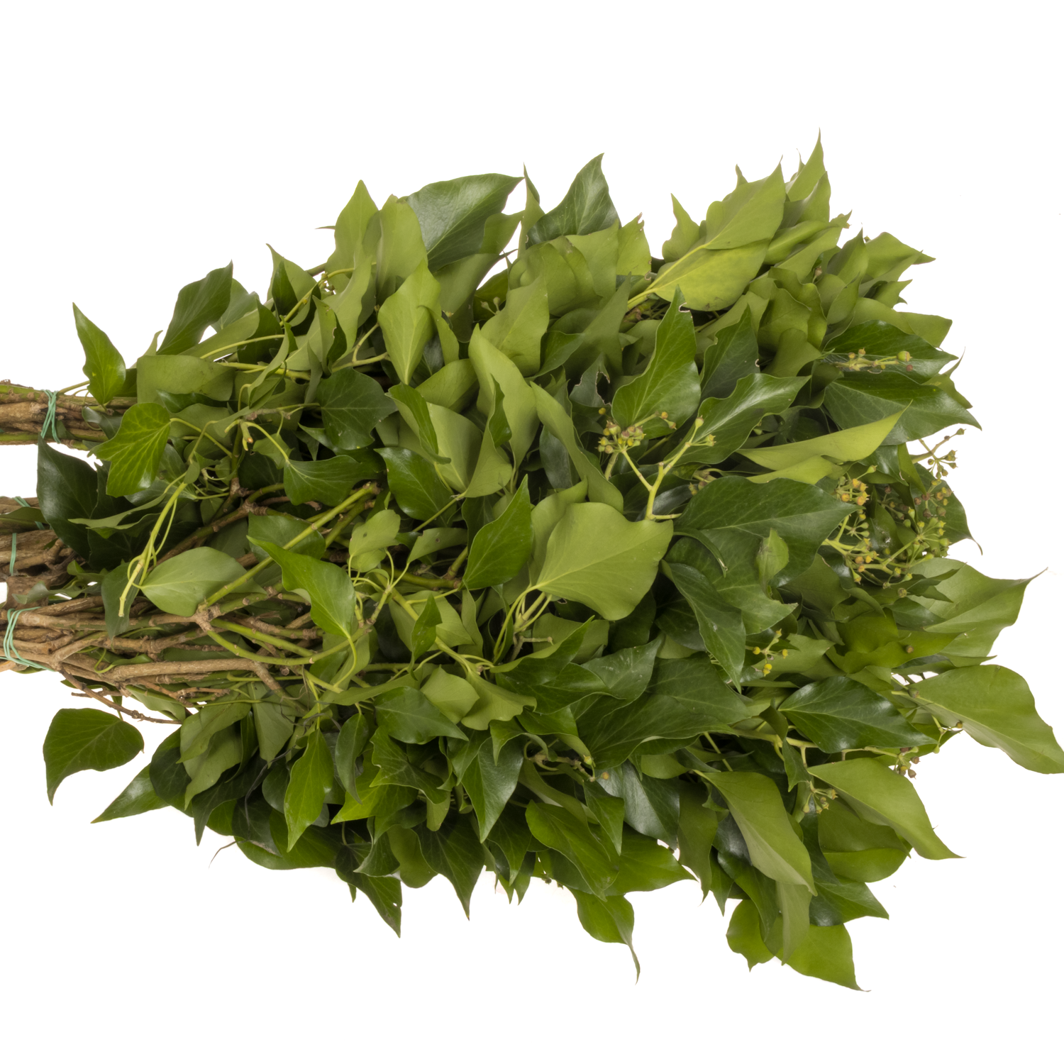 Hedera Blatt mit Beeren grün pro bund 300 Gramm 50cm