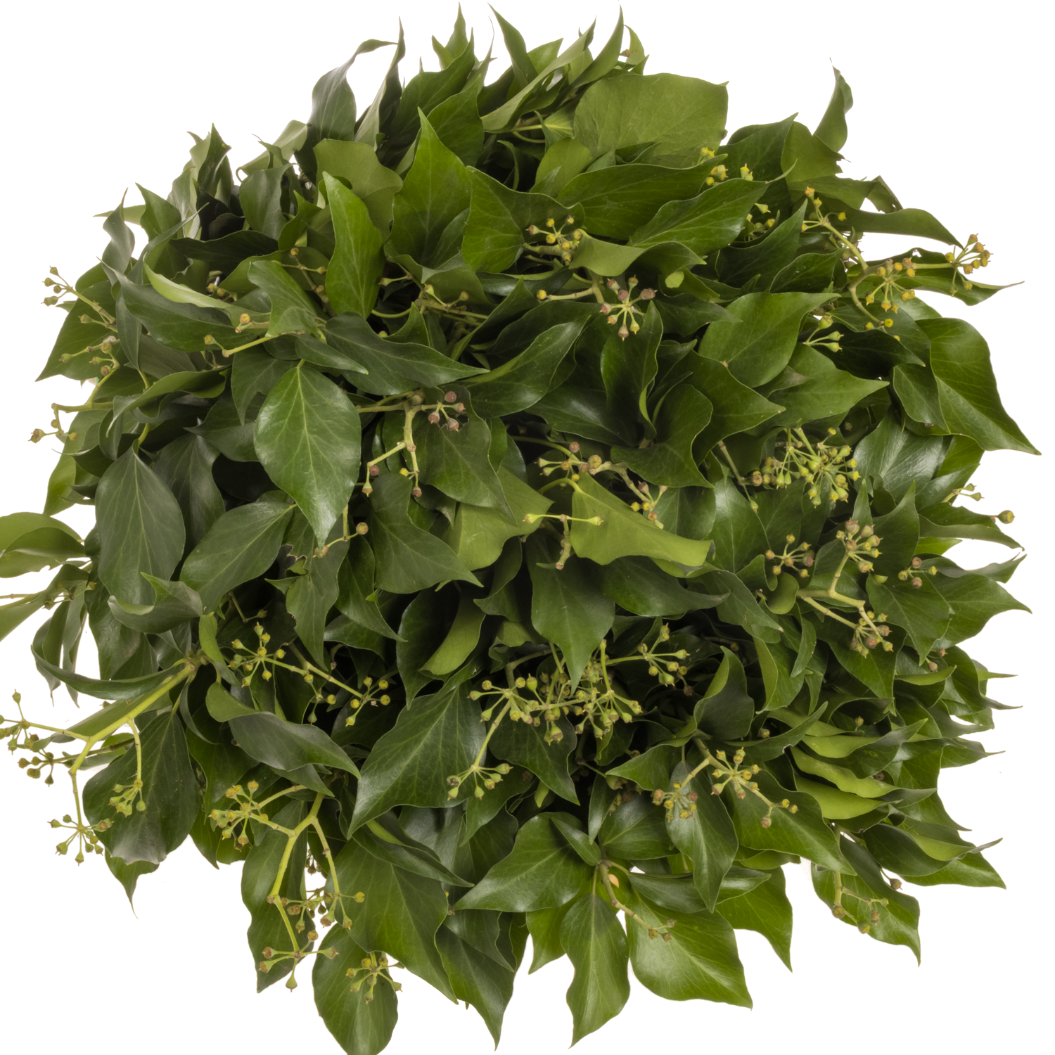 Hedera Blatt mit Beeren grün pro bund 300 Gramm 50cm