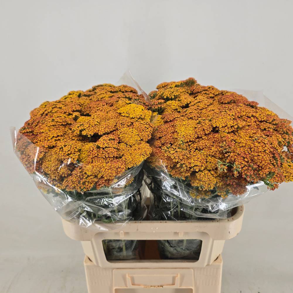 Achillea dunkel gelb Terracotta 75cm