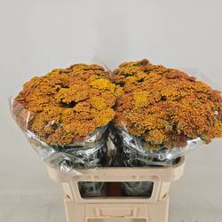 Achillea dunkel gelb Terracotta 75cm