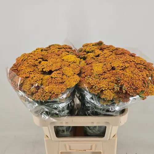 Achillea dunkel gelb Terracotta 75cm