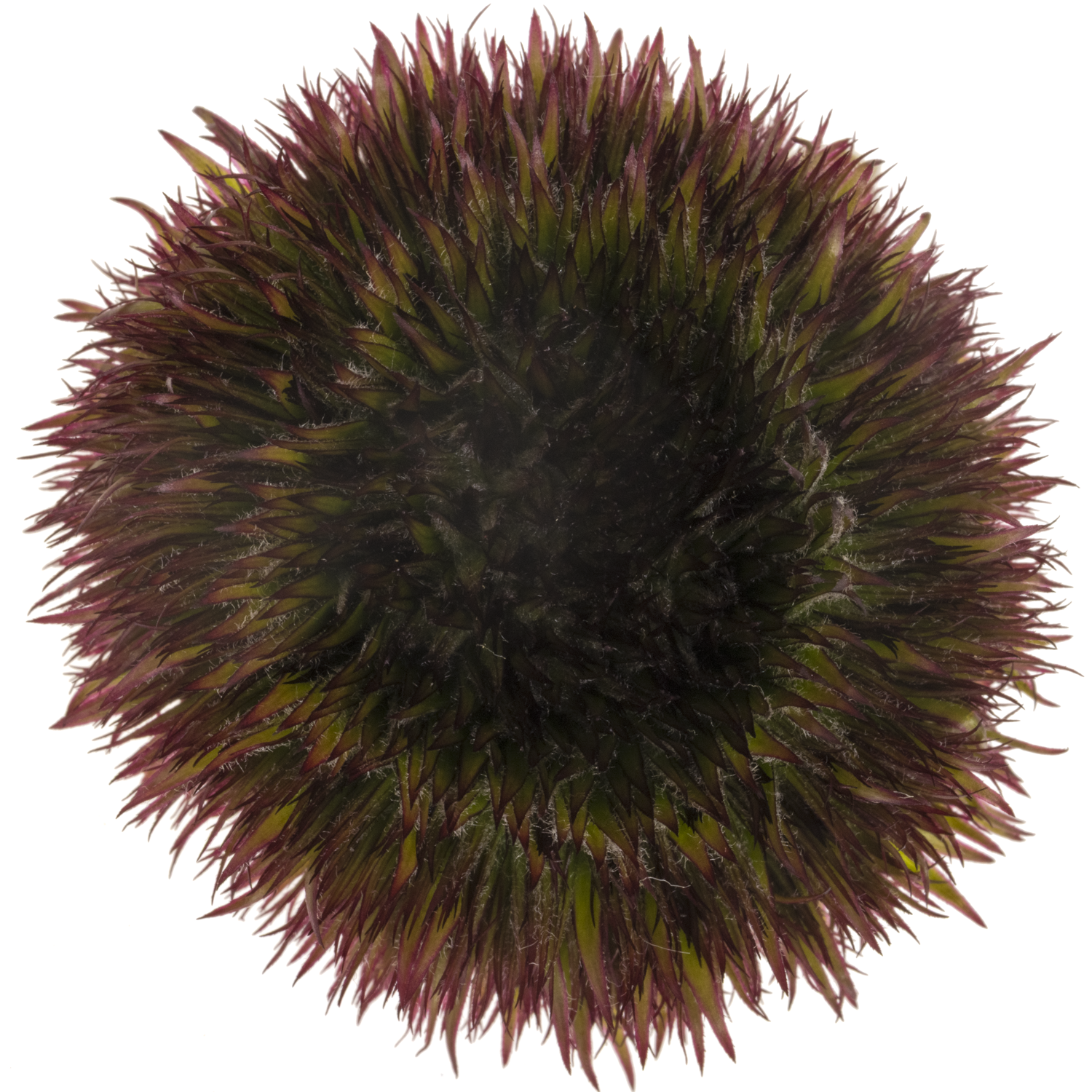 Gerbera braun Pompon Chocoloco 6cm x20