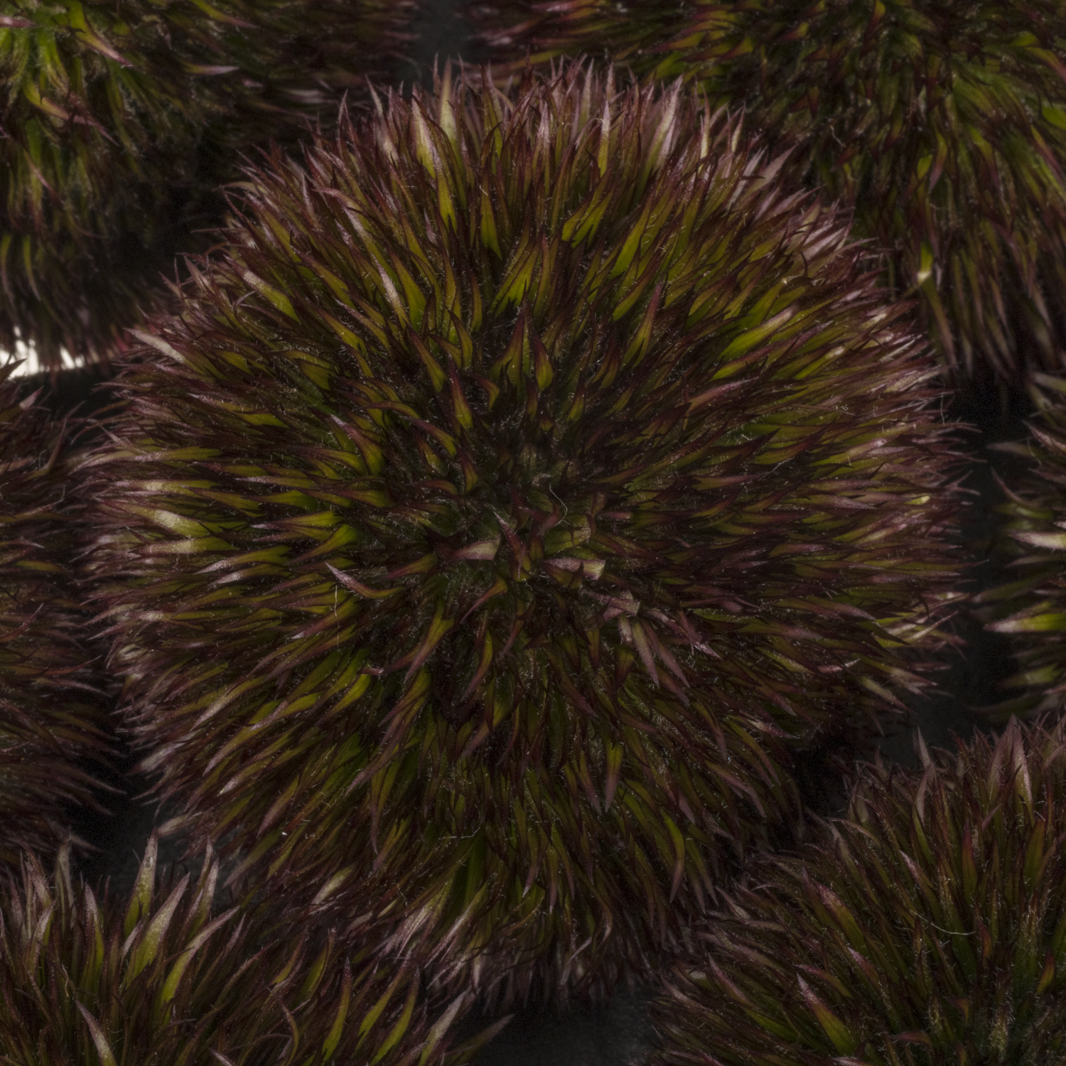 Gerbera braun Pompon Chocoloco 6cm x20