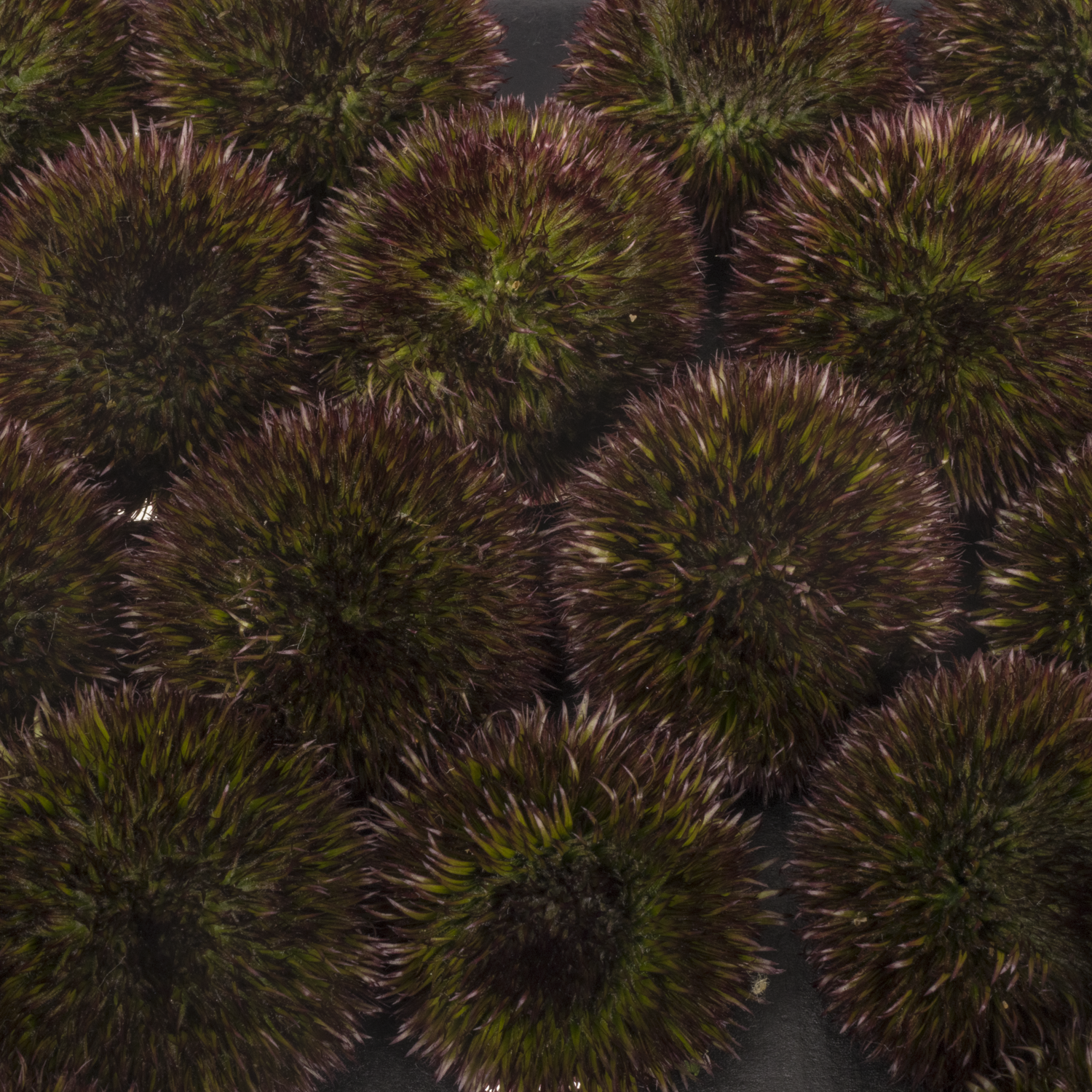 Gerbera braun Pompon Chocoloco 6cm x20