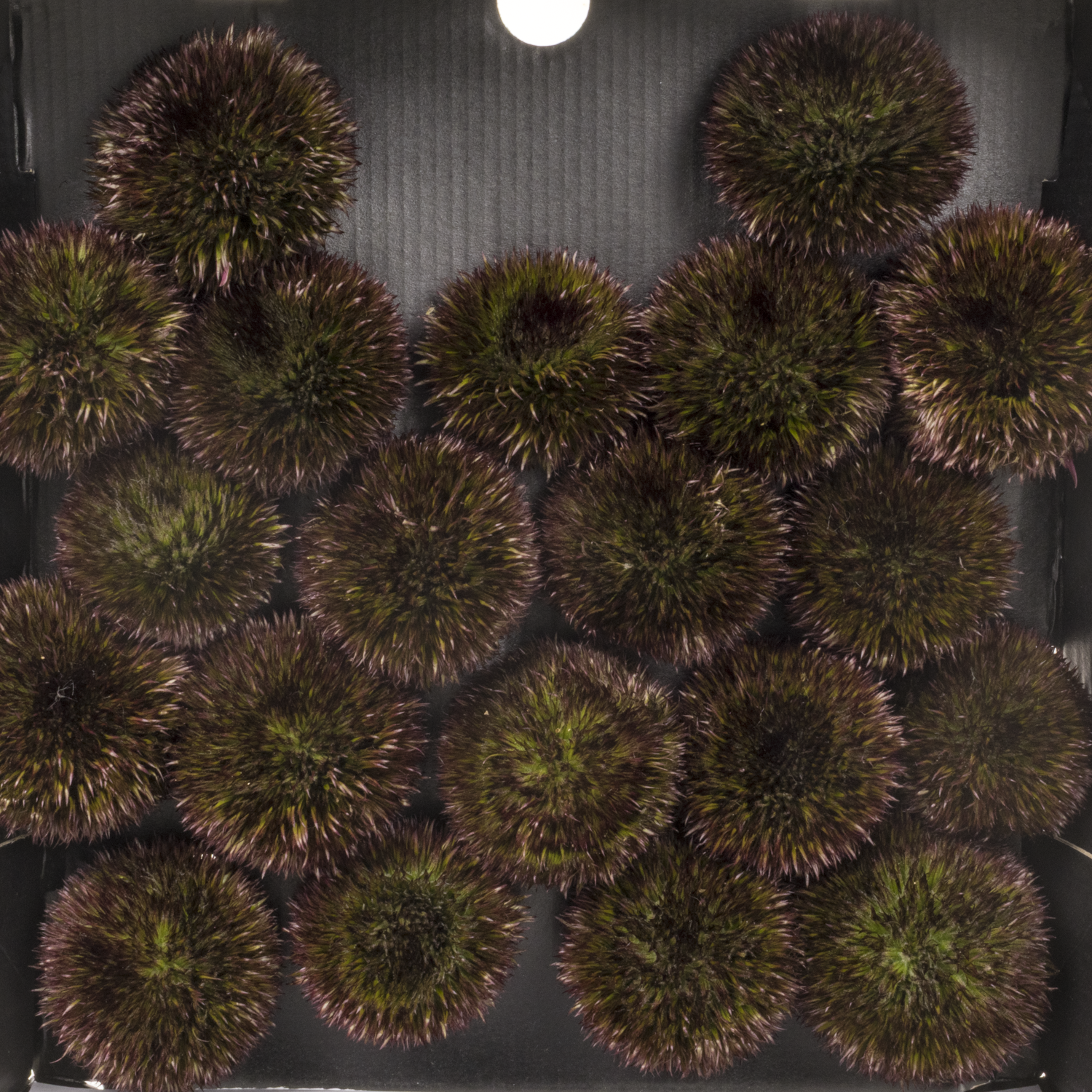 Gerbera braun Pompon Chocoloco 6cm x20