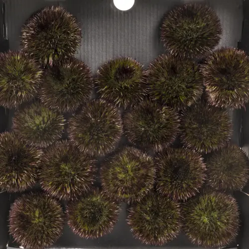 Gerbera braun Pompon Chocoloco 6cm x20