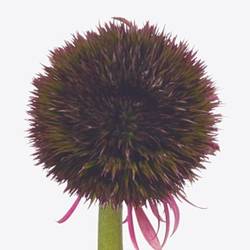 Gerbera braun Pompon Chocoloco 6cm x20