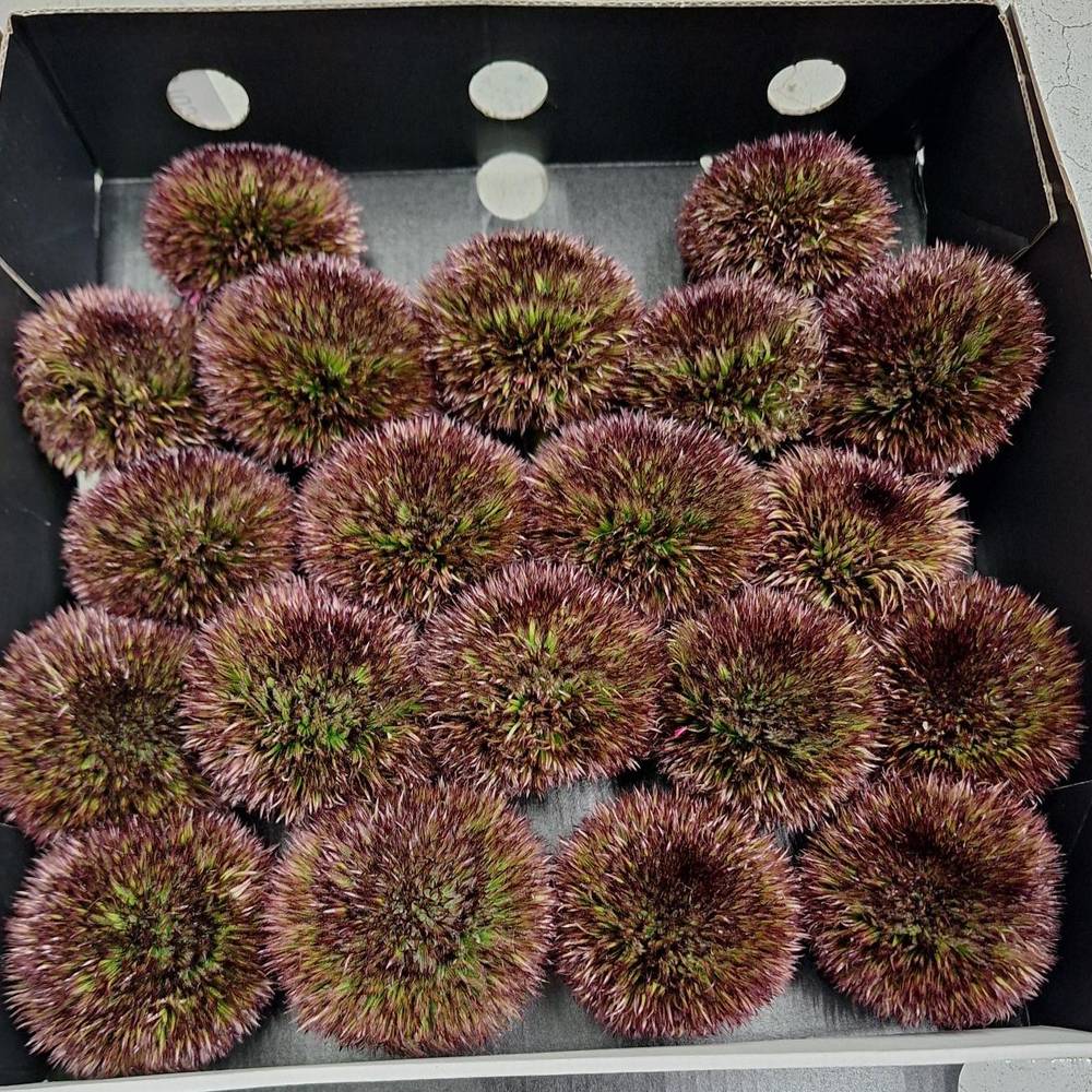 Gerbera braun Pompon Chocoloco 6cm x20