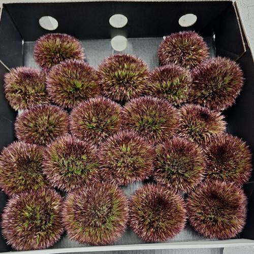 Gerbera braun Pompon Chocoloco 6cm x20