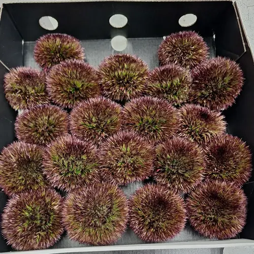 Gerbera braun Pompon Chocoloco 6cm x20