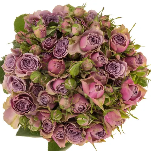 Rose verzweigt milka Purple Sky 5+Blüte 50cm Muttertag