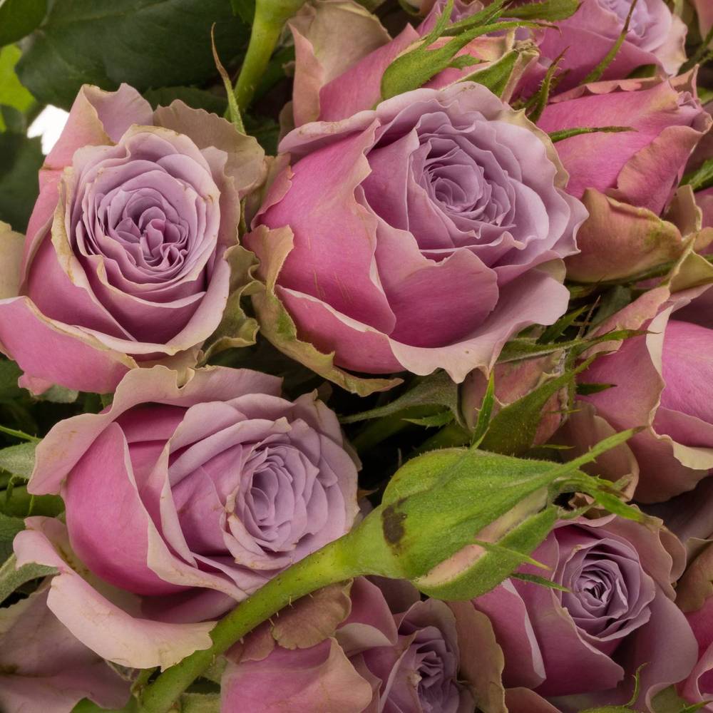 Rose verzweigt milka Purple Sky 5+Blüte 50cm Muttertag