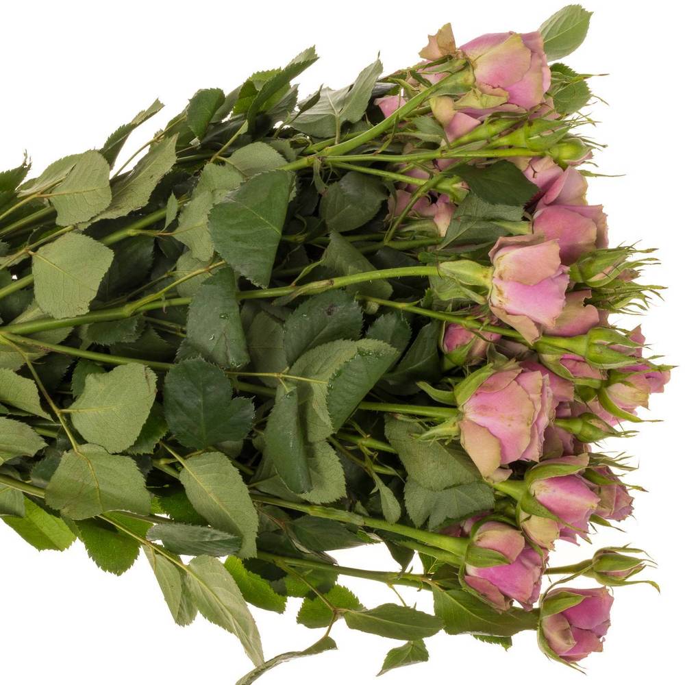 Rose verzweigt milka Purple Sky 5+Blüte 50cm Muttertag