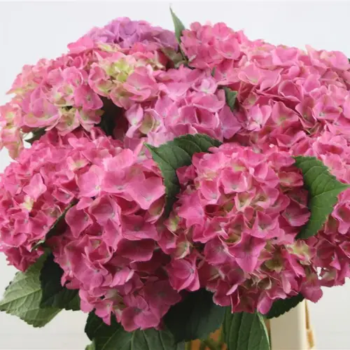 Hortensie rosa Scarlet Pink Bol 18cm 60cm