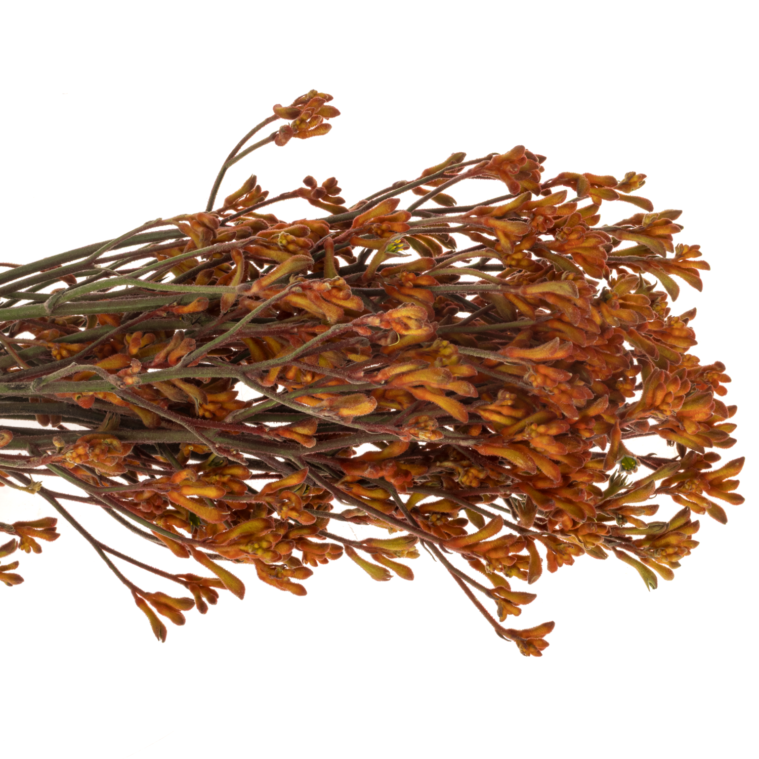 Kangeroo dunkel orange 80cm