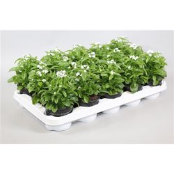 Myosotis weiss Mon Amie T10,5 H010