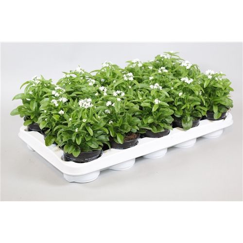 Myosotis weiss Mon Amie T10,5 H010