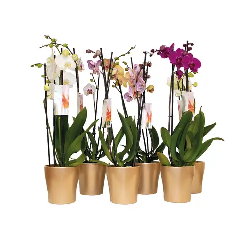 Phal.2-R mix im Hanna Topf Gold T12 H055