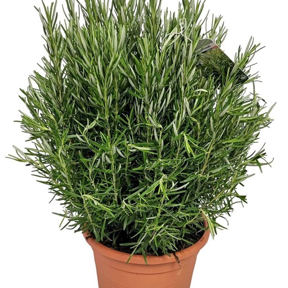 Rosmarin Officinalis Strauch T24 H070