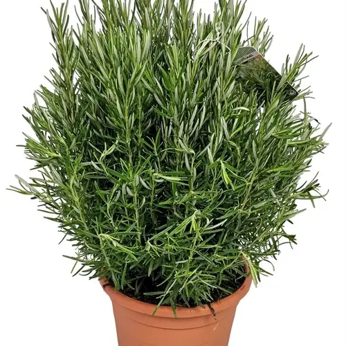 Rosmarin Officinalis Strauch T24 H070