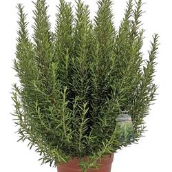 Rosmarin Officinalis Strauch T24 H70