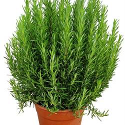 Rosmarin Officinalis Strauch T24 H70
