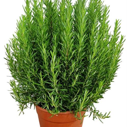 Rosmarin Officinalis Strauch T24 H70