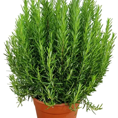 Rosmarin Officinalis Strauch T24 H70