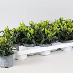 Capsicum gelb T10,5 H010