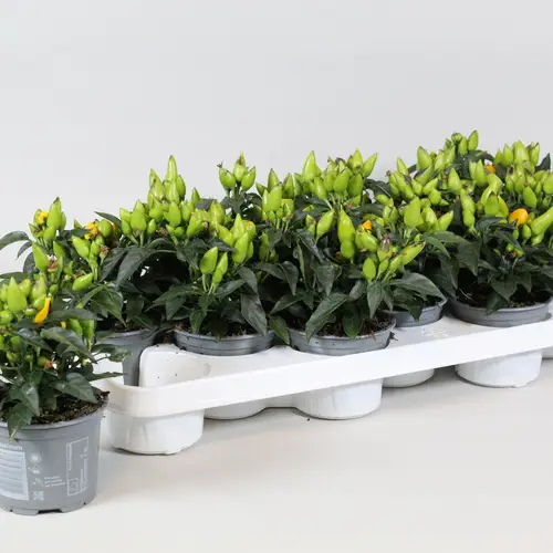 Capsicum gelb T10,5 H010
