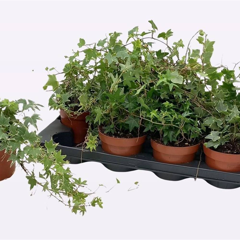 Hedera Schnapchen Von Uhr T13 H025