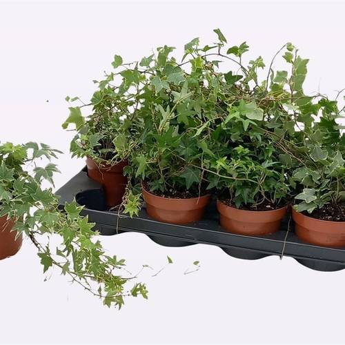 Hedera Schnapchen Von Uhr T13 H025