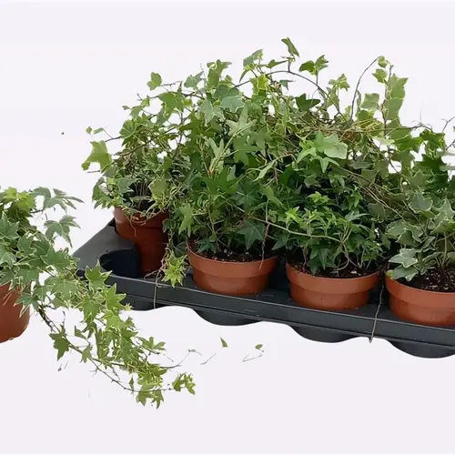 Hedera Schnapchen Von Uhr T13 H025