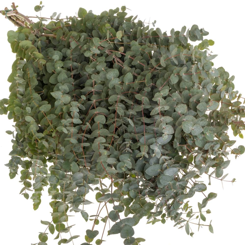 Populus grau Cinerea (pro stiel) 120cm