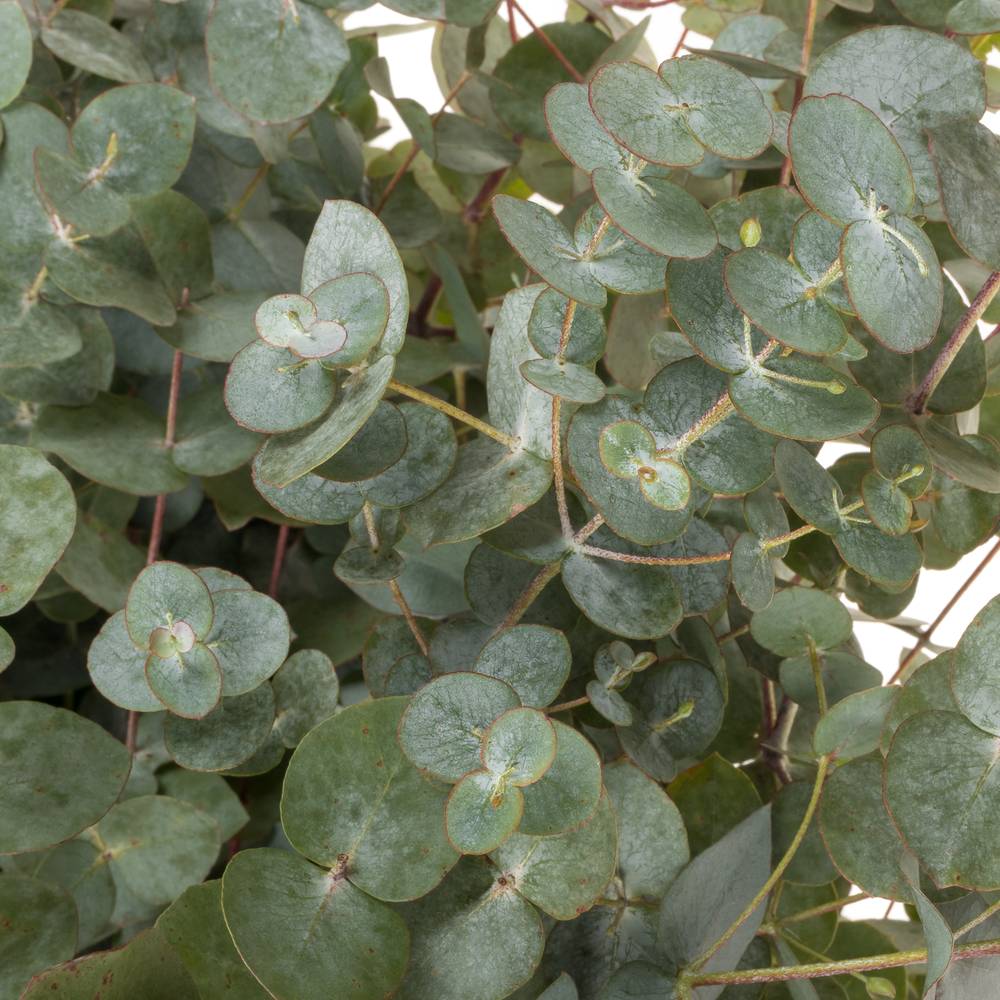 Populus grau Cinerea (pro stiel) 120cm