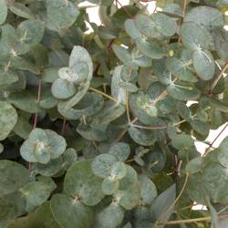 Populus grau Cinerea (pro stiel) 120cm