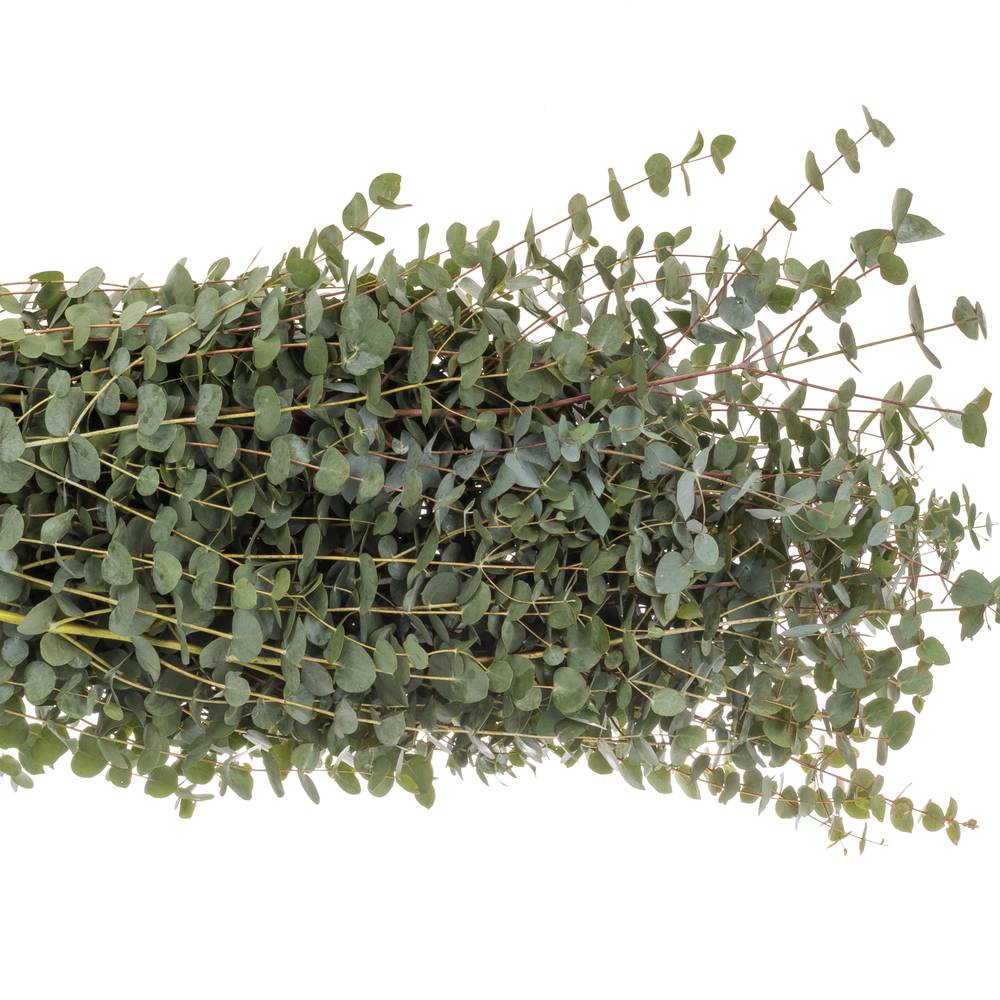 Populus grau Cinerea (pro stiel) 120cm