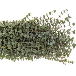 Populus grau Cinerea (pro stiel) 120cm