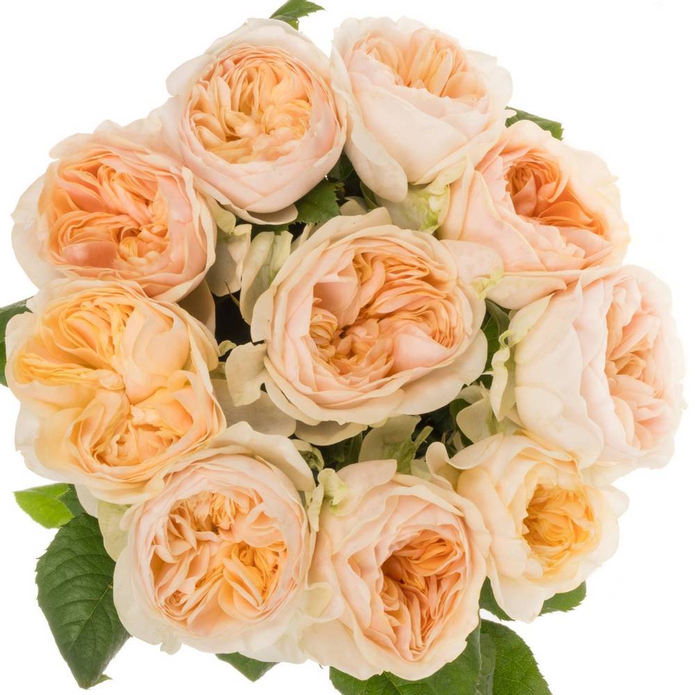 Rose apricot Freya Gardens gefüllt 40cm