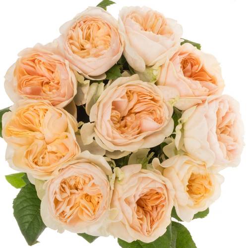 Rose apricot Freya Gardens gefüllt 40cm