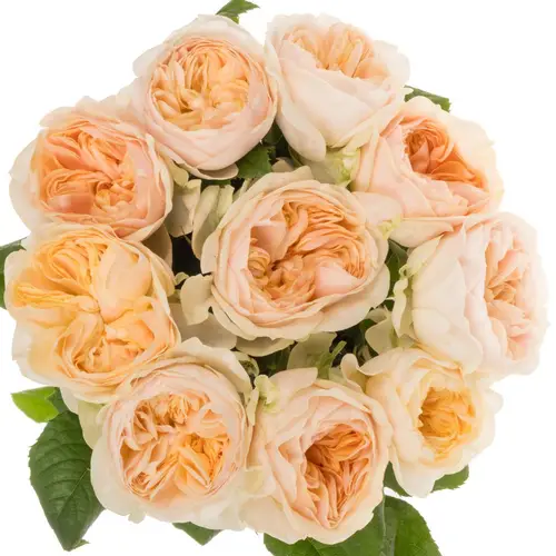 Rose apricot Freya Gardens gefüllt 40cm